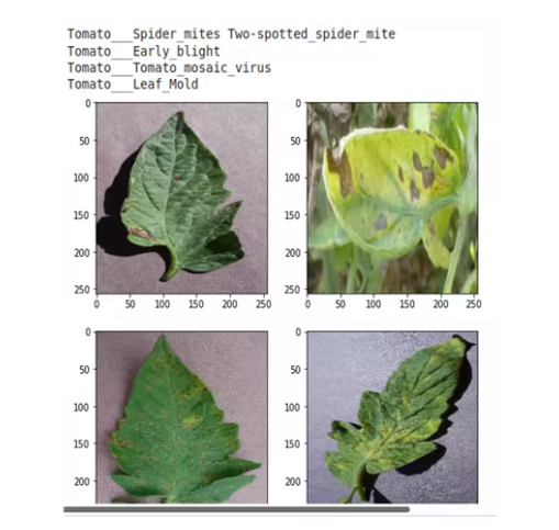 Leaf detection and disease identification